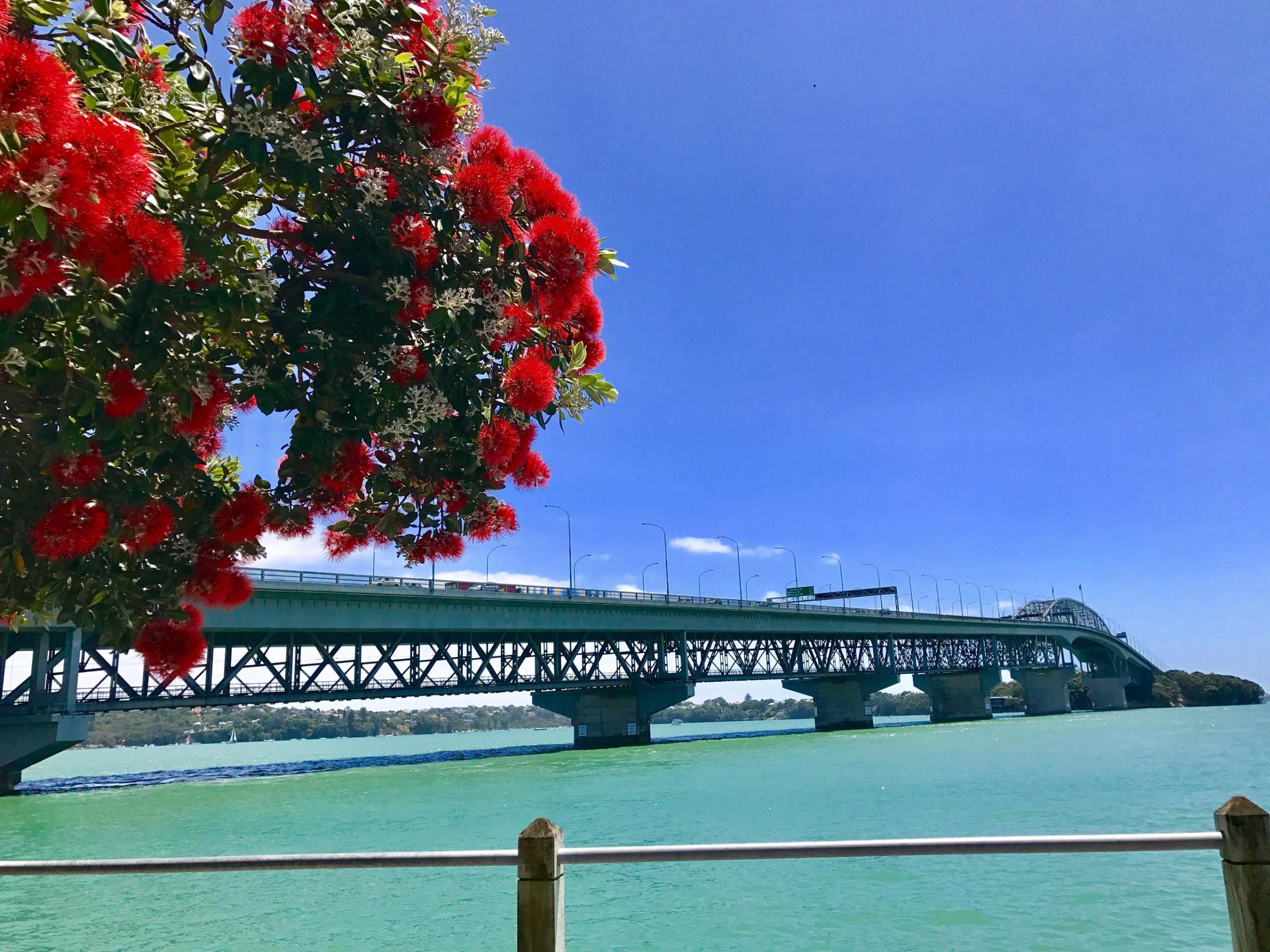 Auckland City Highlights